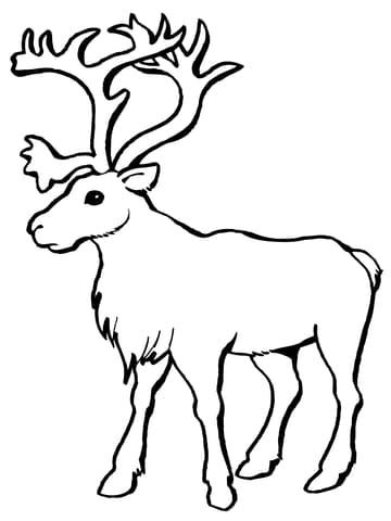 Reindeer Caribou Image Coloring Page
