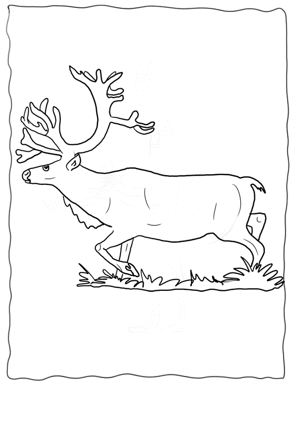 Reindeer Coloring Pages Free