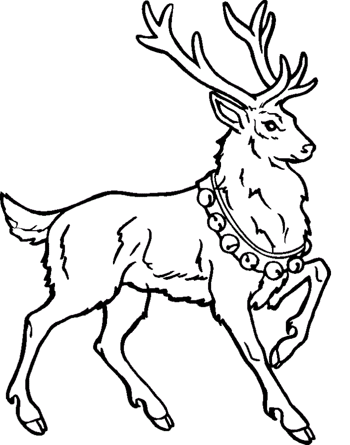 Reindeer Coloring Pages Photos Coloring Page