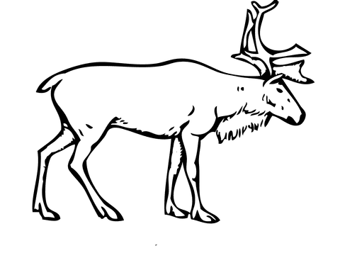 Reindeer Free Coloring Page