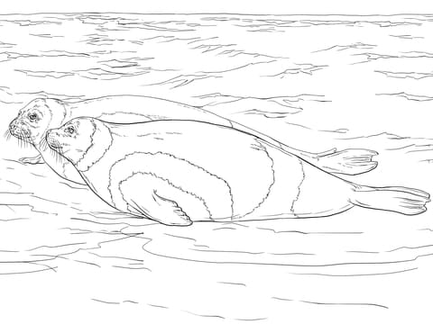 Ribbon Seals Picture Coloring Page