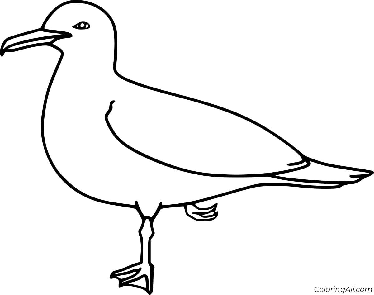 Ring Billed Gull Coloring Page