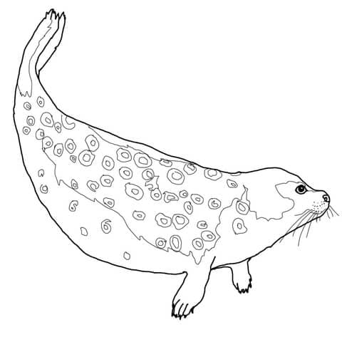 Ringed Seal Coloring Page
