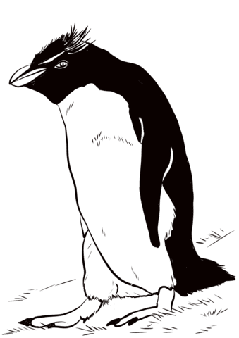 Rockhopper Penguin Image