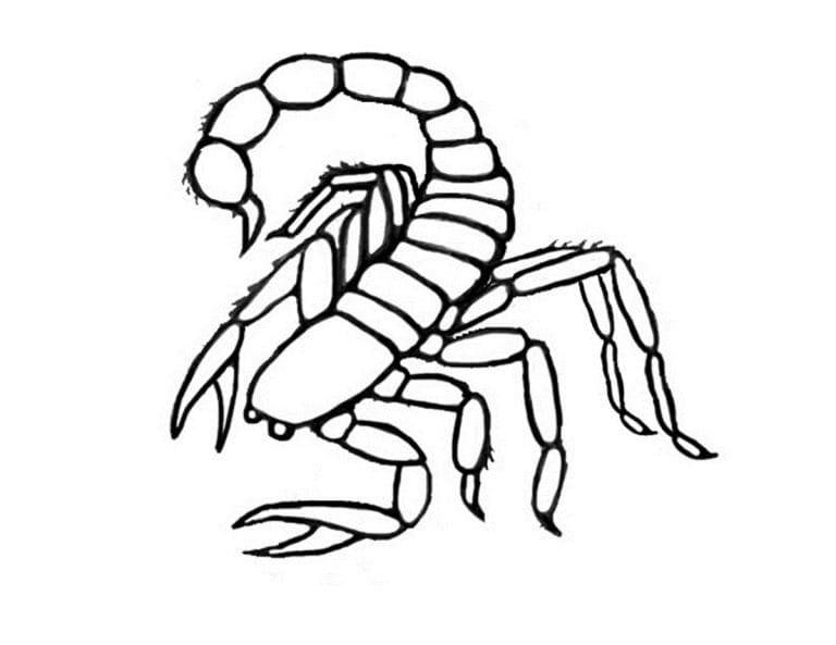 Image Scorpion For Kids