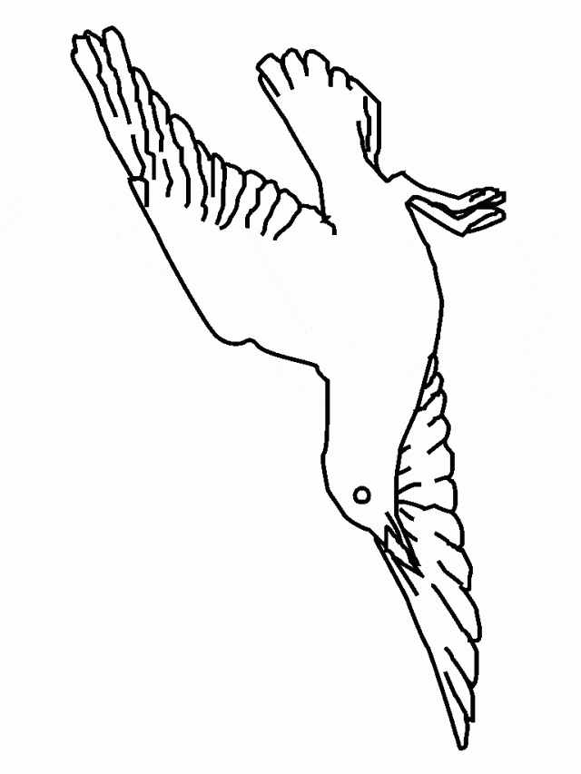 Seagull Bird Picture Coloring Page