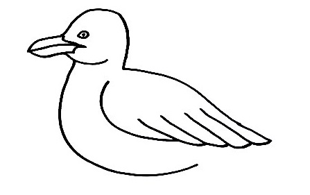 Seagull-Drawing-4