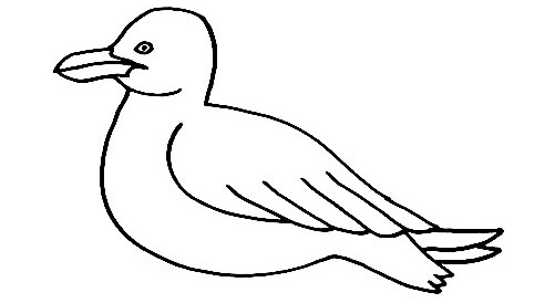 Seagull-Drawing-5