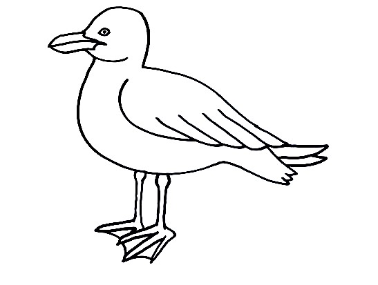 Seagull-Drawing-6