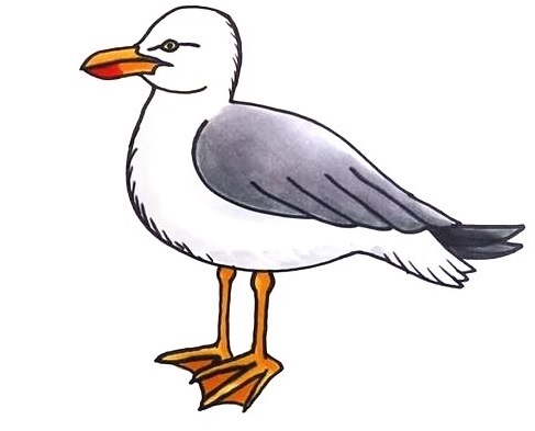 Seagull-Drawing-7
