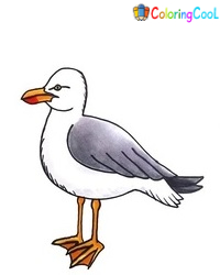 7 Simple Steps To Create A Beautiful Seagull Drawing – How To Draw A Seagull Coloring Page