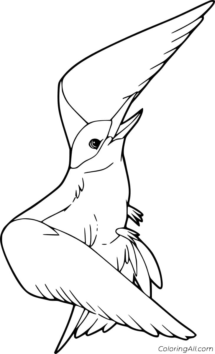 Seagull Flying to the Sky Coloring Page