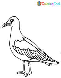 Seagull Coloring Pages