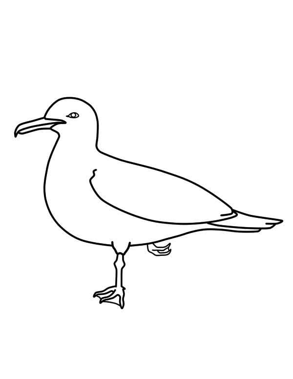 Seagull Wonderful