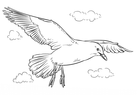 Seagull In Flight Coloring Page