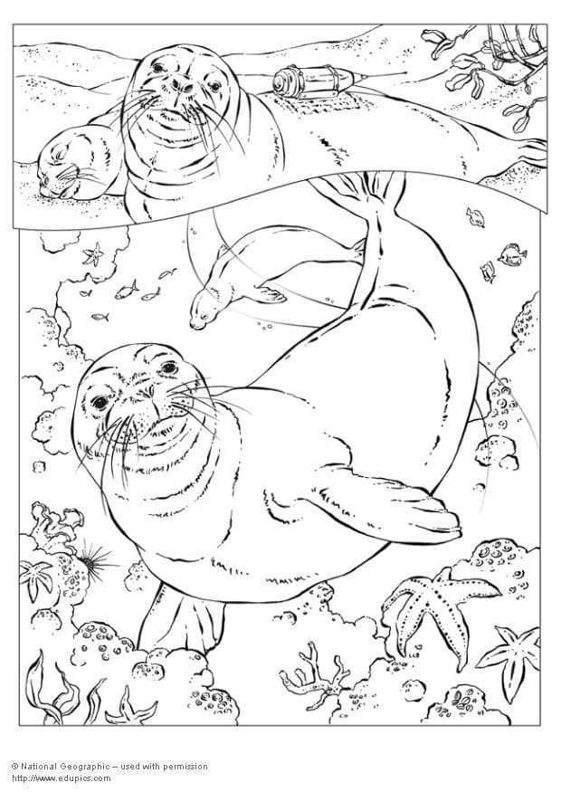 Seal Coloring Image Coloring Page