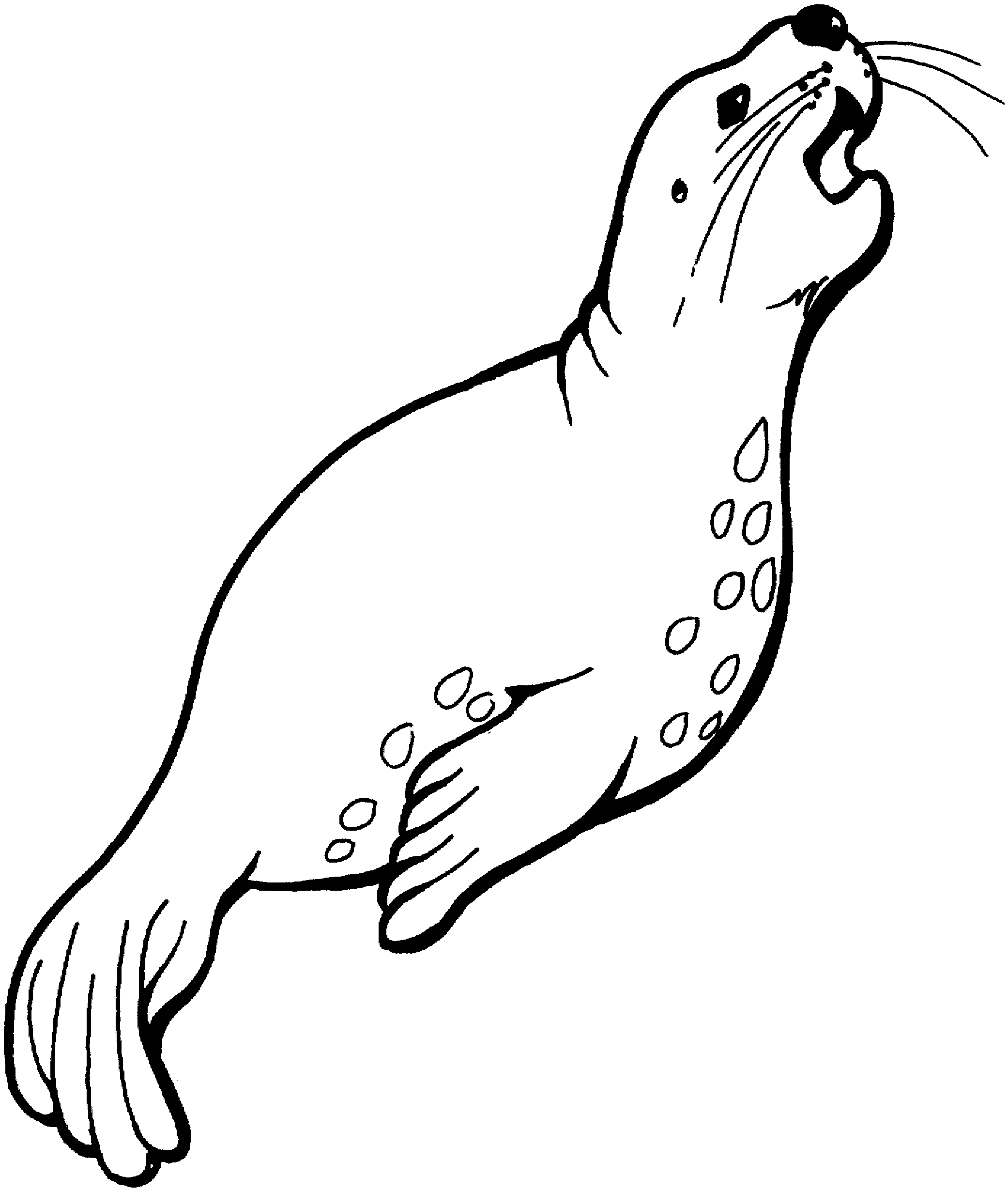 Seal Coloring Pages Animals Coloring Page