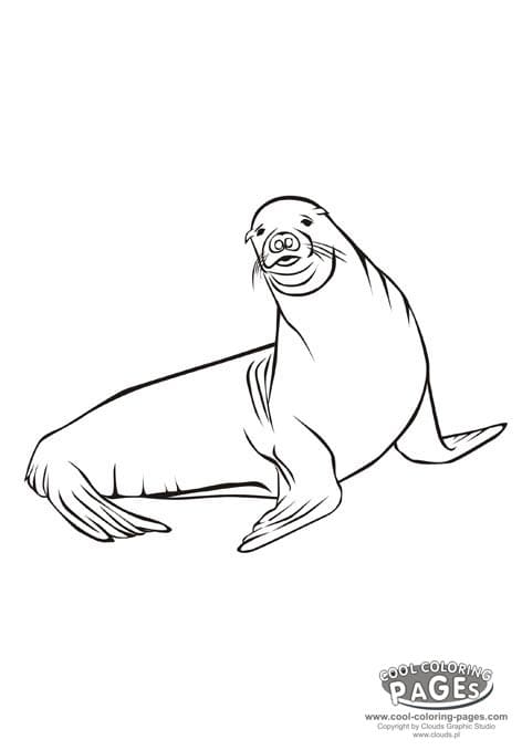 Seal Coloring Pages Free Coloring Page