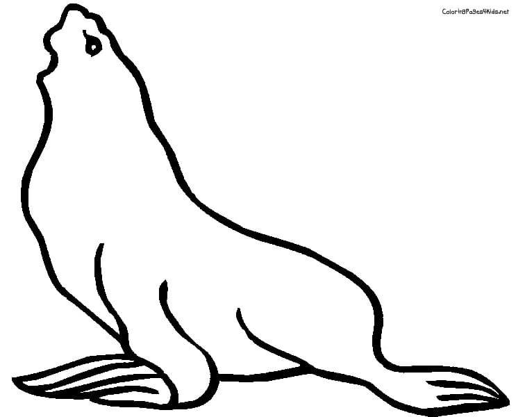 Seal Coloring Pages Kids