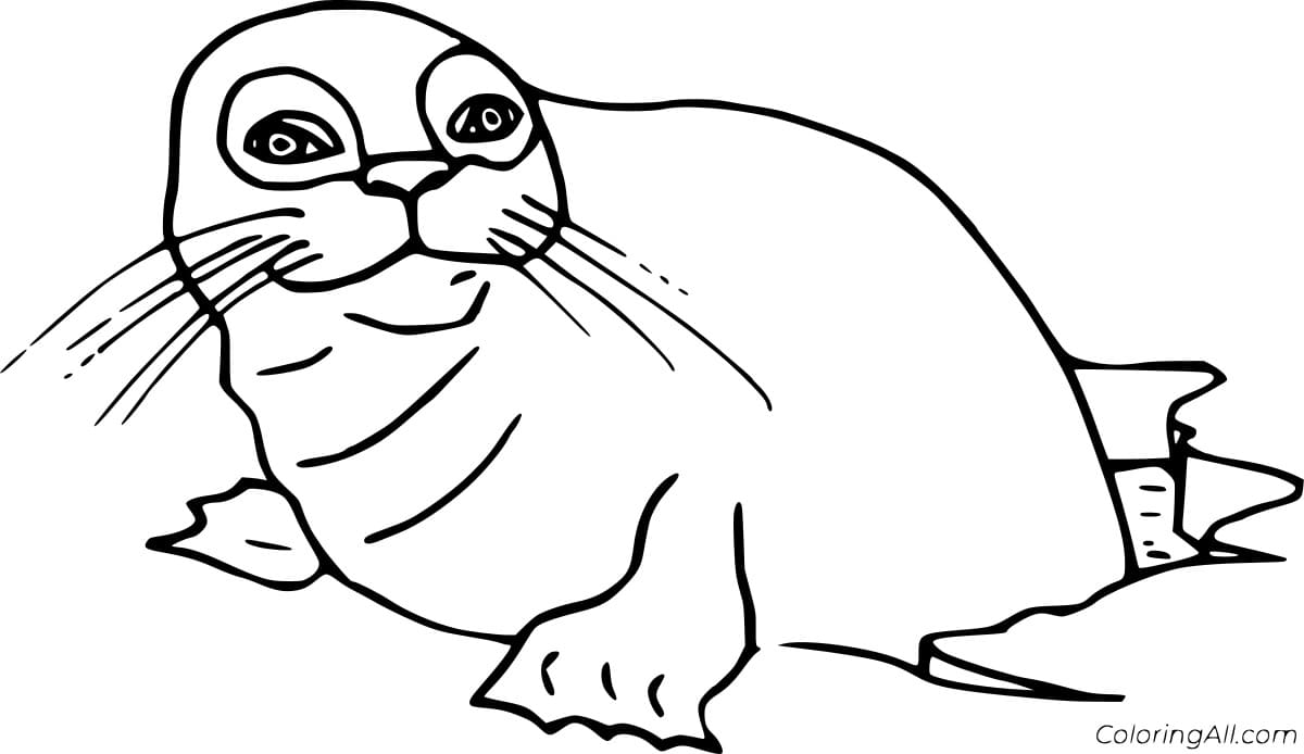 Seal Cub Out Of Water Coloring Page