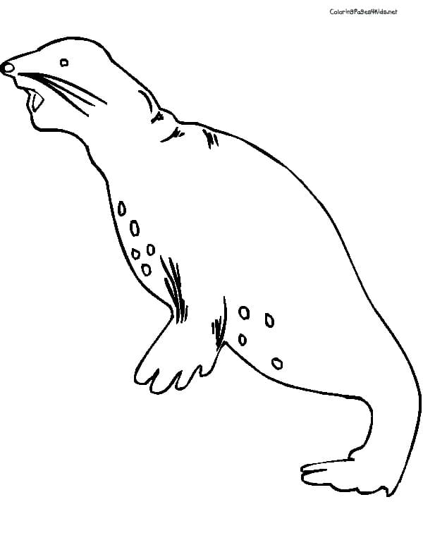 Seal Cute For Kids Coloring Page