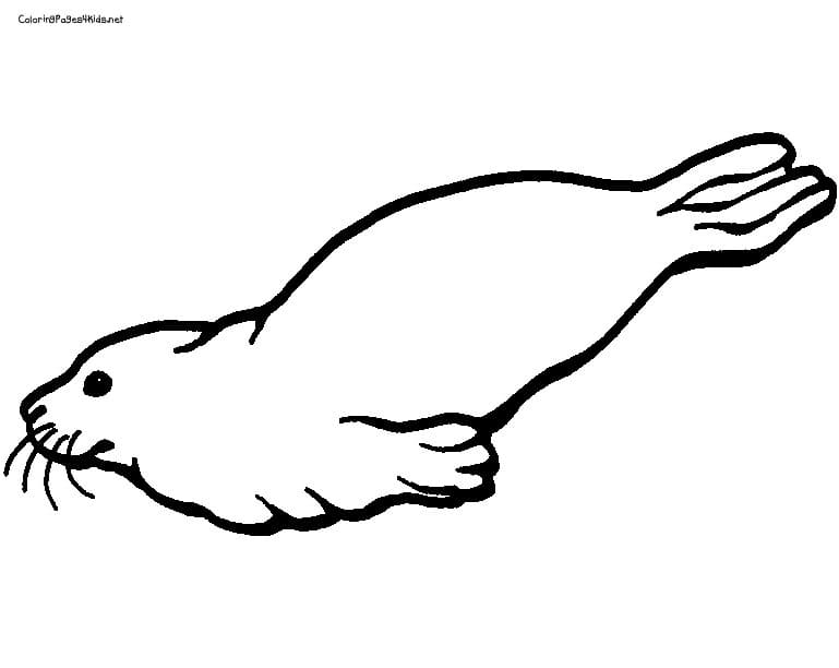 Seal Cute Image Coloring Page