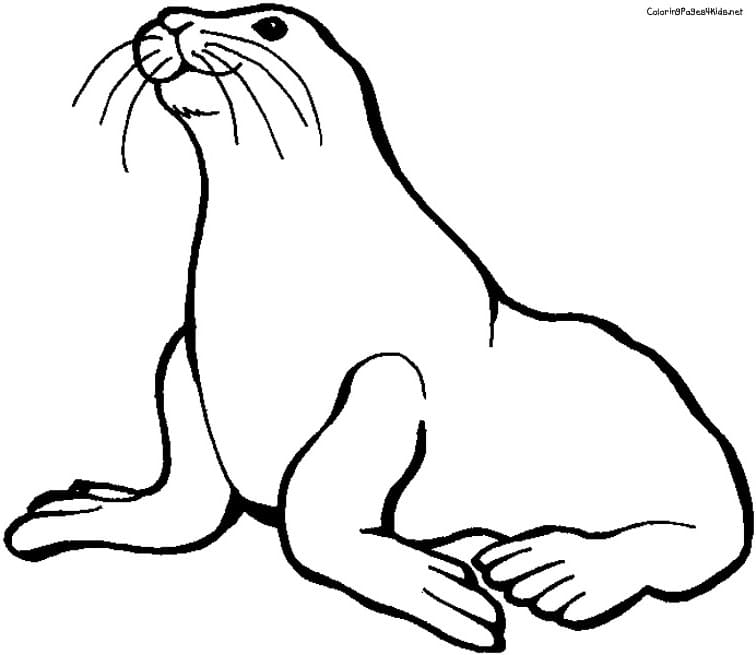 Seal Cute Picture Coloring Page