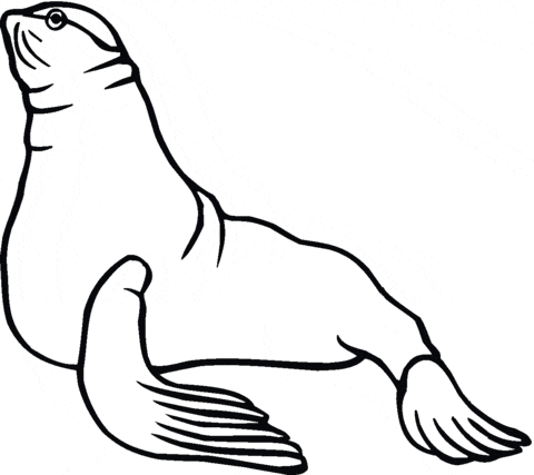 Seal Image Cute Coloring Page