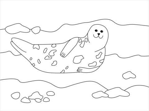 Seal Image Cute Coloring Page
