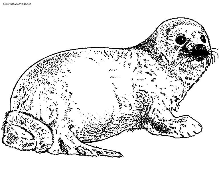 Seal Image Free Coloring Page