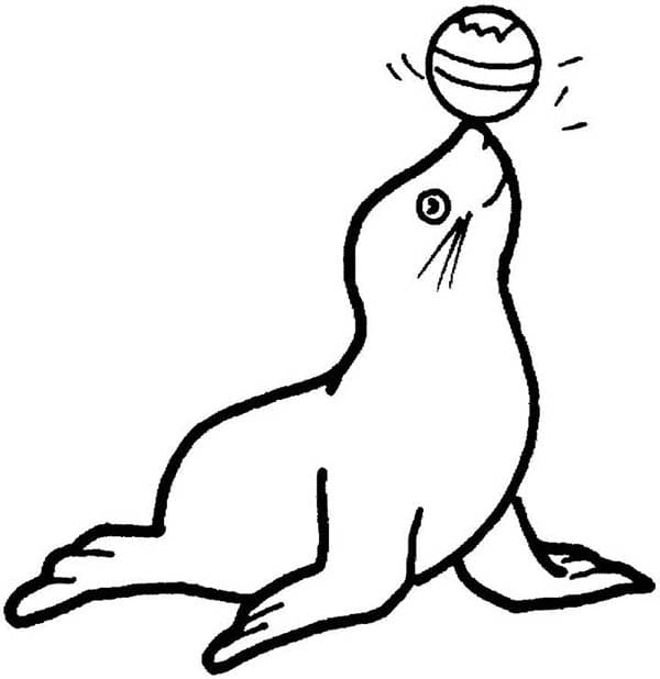 Seals Arctic Animals Image Coloring Page
