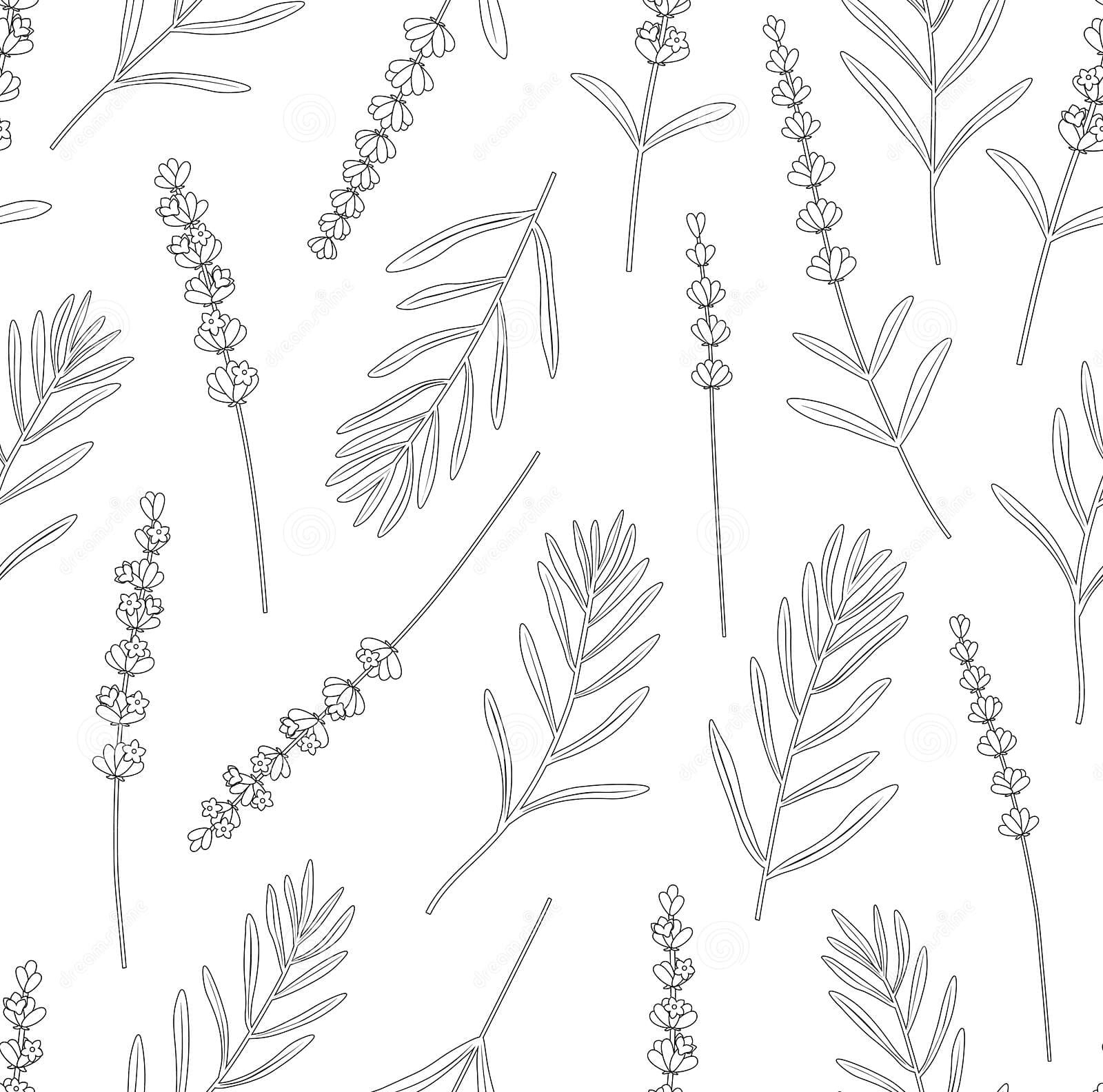 Seamless Pattern Lavender Flowers Graphics Black And White