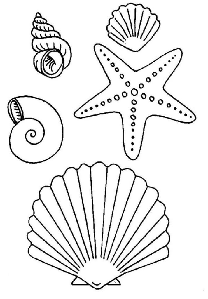 Seashells and Starfish Coloring Coloring Page