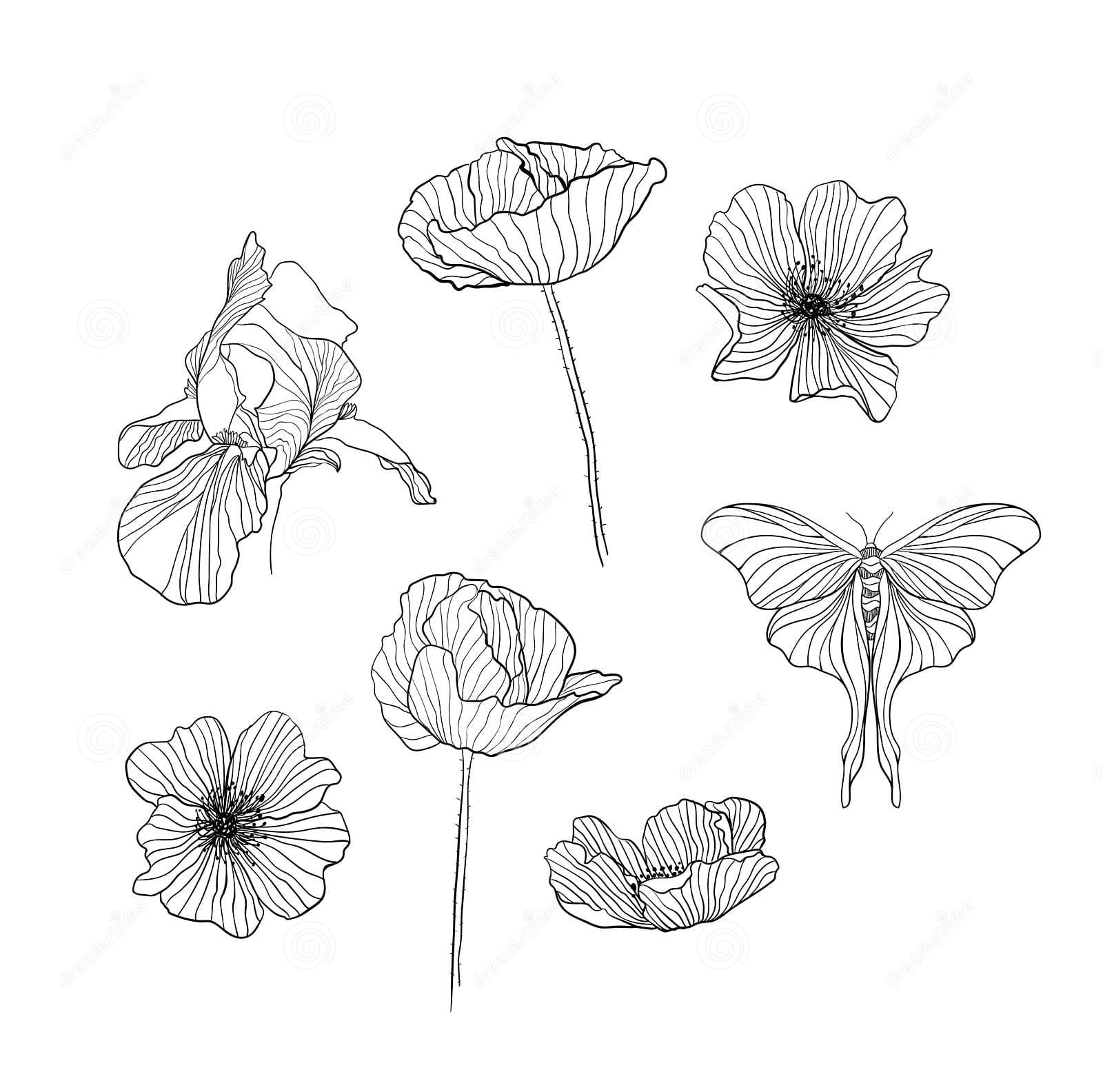 Set Of Drawn Flowers