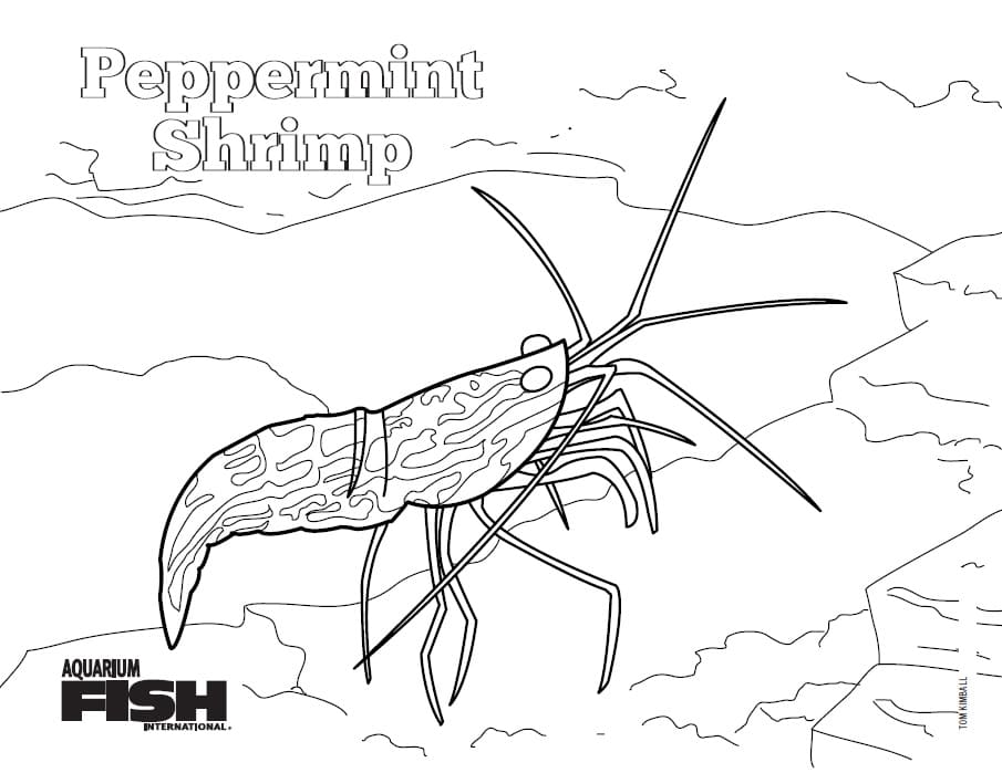Shrimp Coloring Image