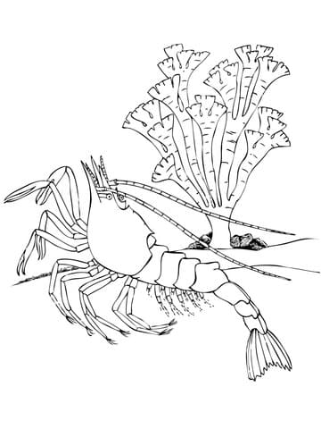 Shrimp Decapod Crustacean Image Coloring Page