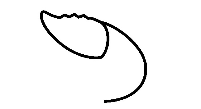 Shrimp-Drawing-2