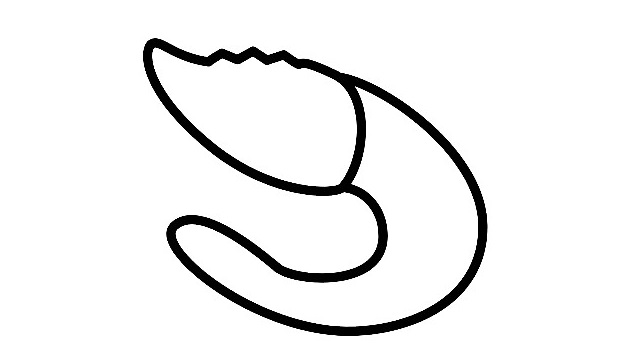 Shrimp-Drawing-3