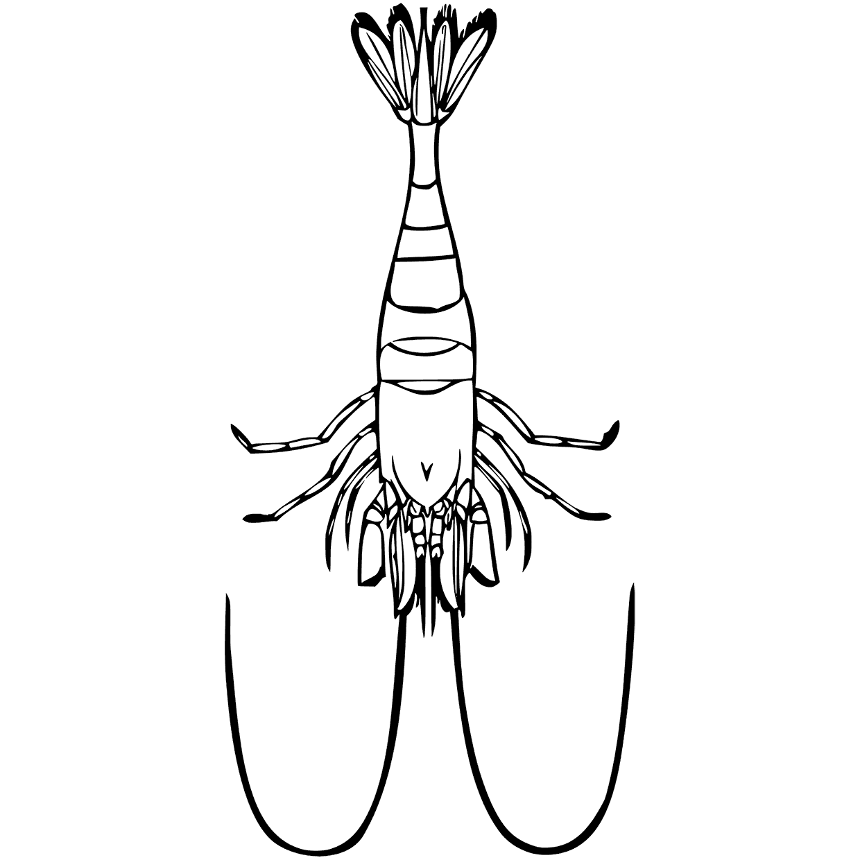 Shrimp Easy Image Coloring Page