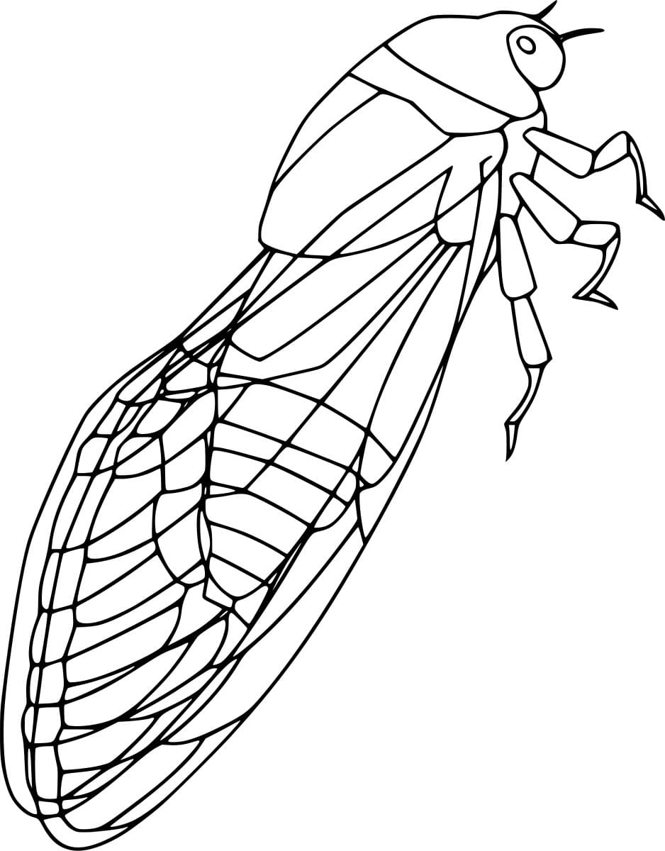 Sideways Cicada Image