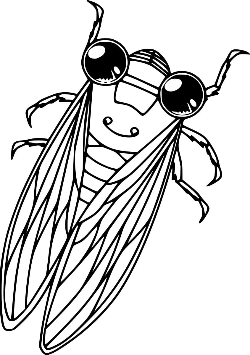 Simple Cicada Picture