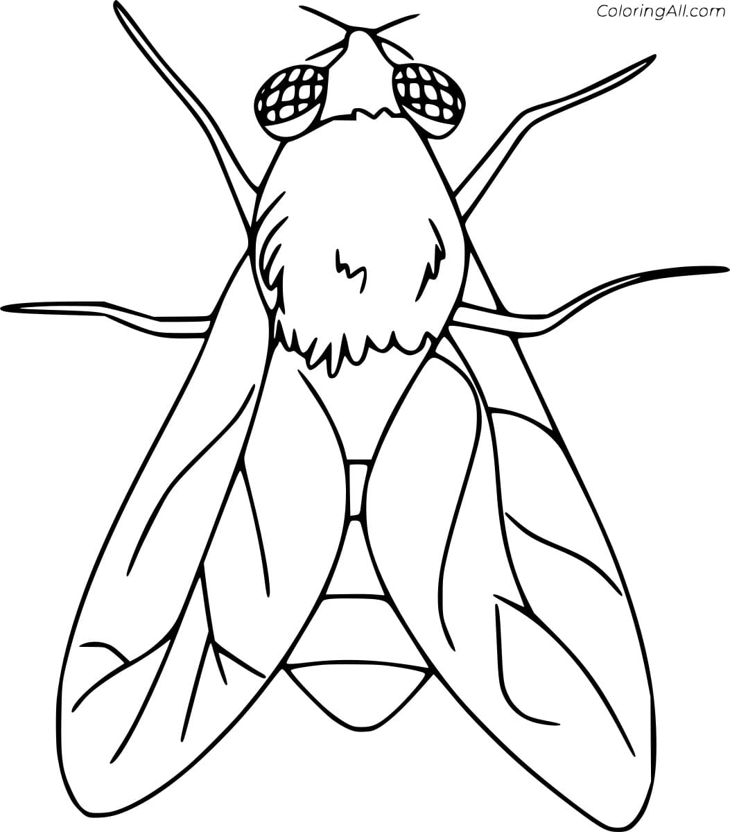 Simple Fly Image