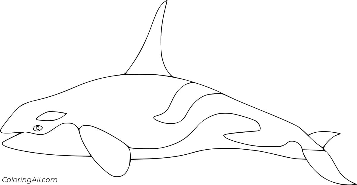 Simple Killer Whale Coloring Page