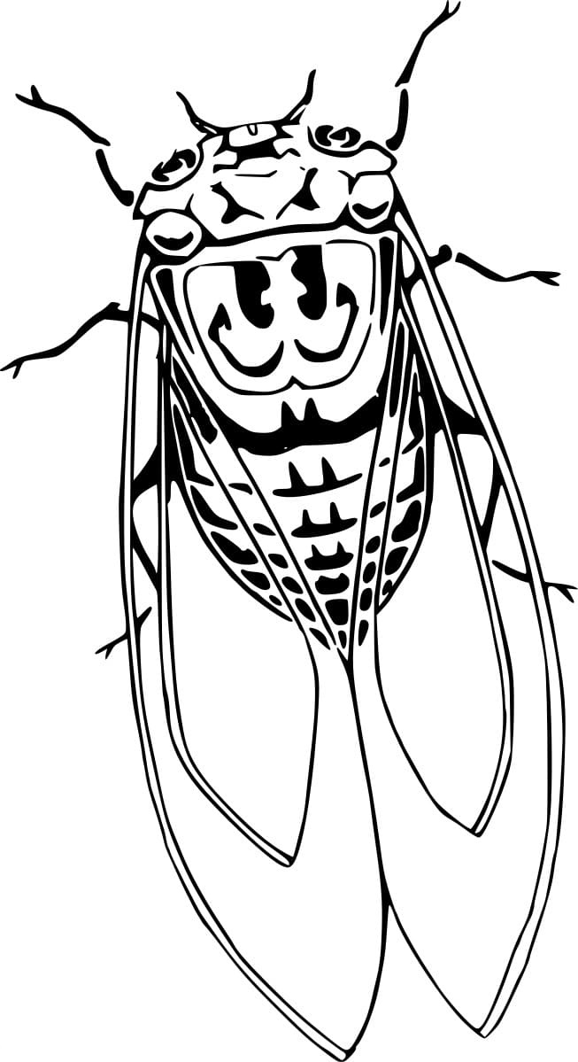 Simple Realistic Cicada