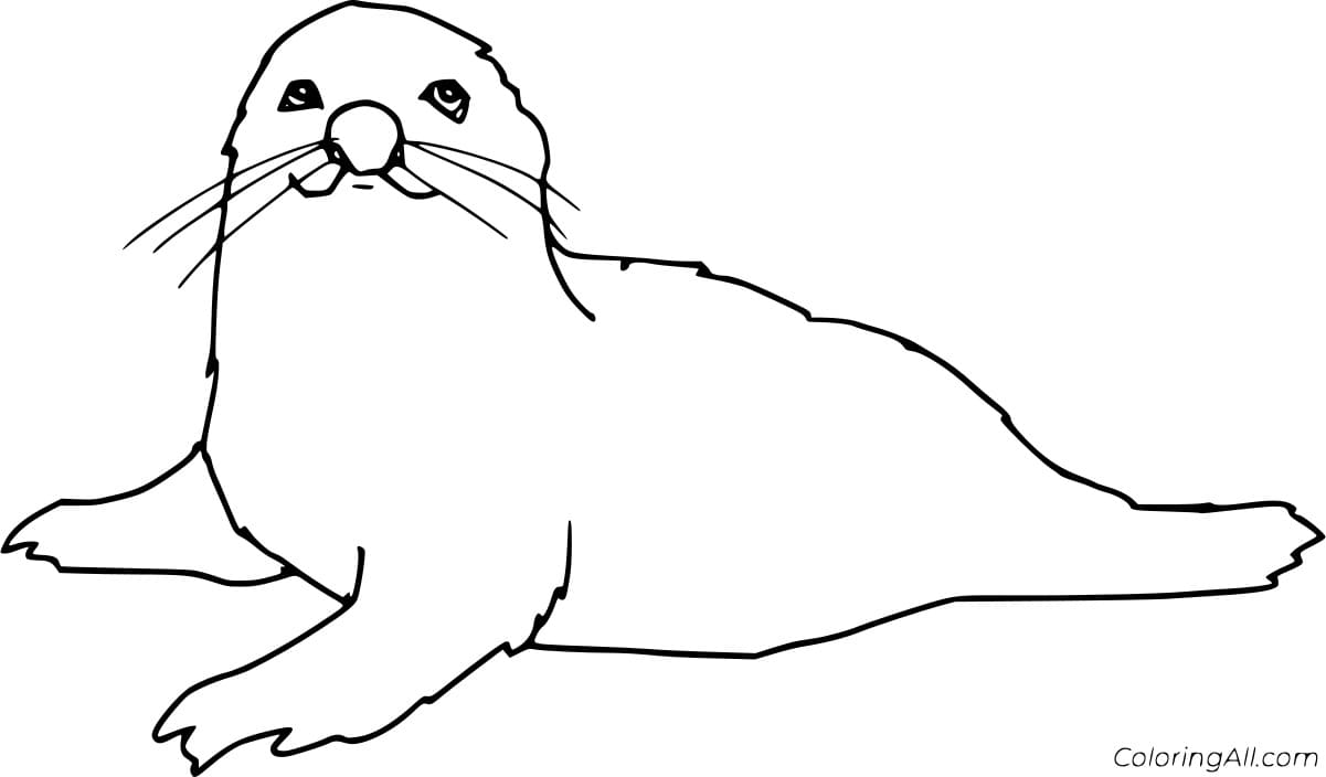 Simple Seal Walking Coloring Page