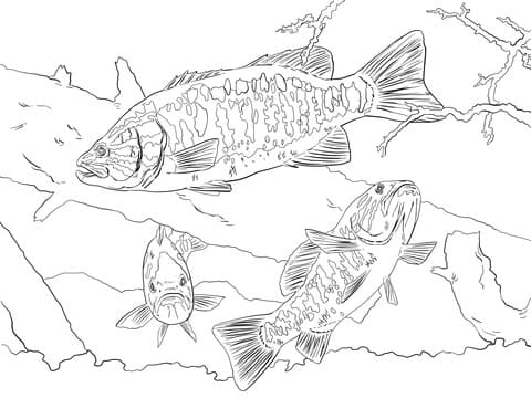 Smallmouth Bass Picture Coloring Page