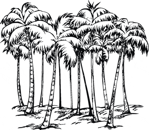 Some of Coconut Palms
