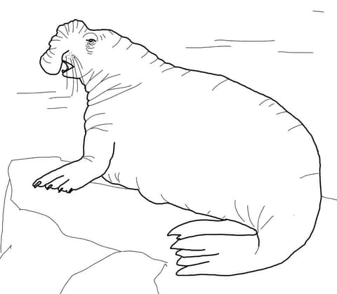 Southern Elephant Seal Image Coloring Page