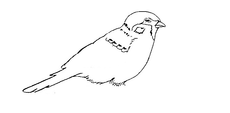 Sparrow-Drawing-2