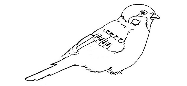 Sparrow-Drawing-3